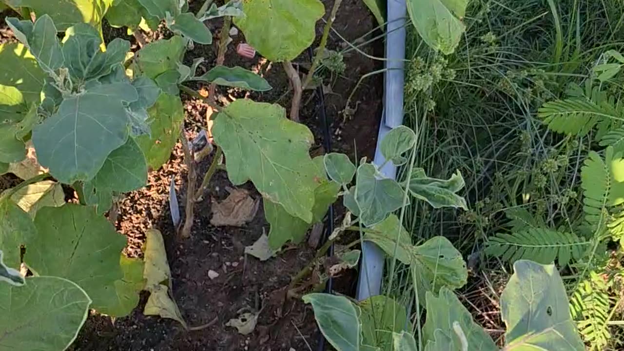 Eggplants coming in now