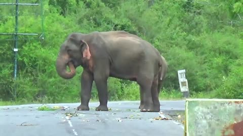 Roadside Rampage: Surviving Wild Elephant Attacks🎵🎶🎶