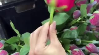 🌷🌺 How to Make a Rose Bloom? | FunFM