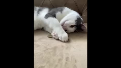 hilarious animals compilation part 719