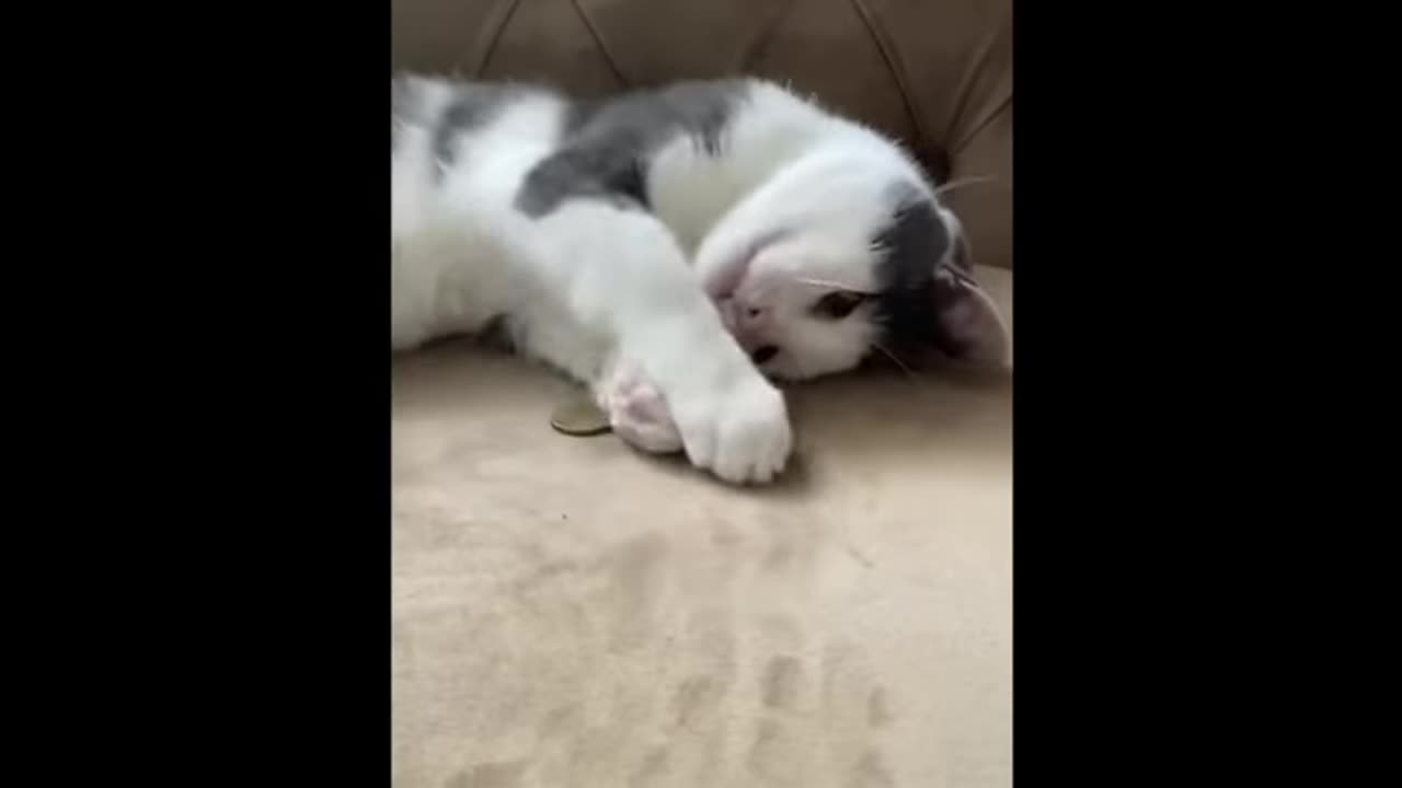 hilarious animals compilation part 719