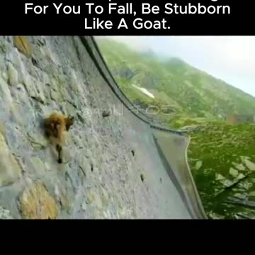 While people are waiting for you to fall, be stubborn like a goat.💪.🔥