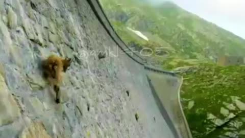 While people are waiting for you to fall, be stubborn like a goat.💪.🔥