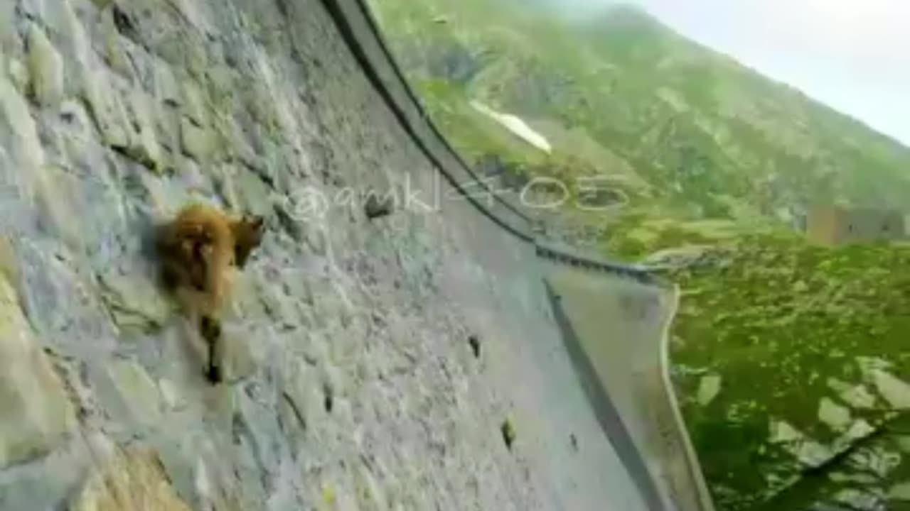 While people are waiting for you to fall, be stubborn like a goat.💪.🔥