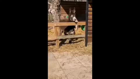 Funny animal videos 2025 / part 1