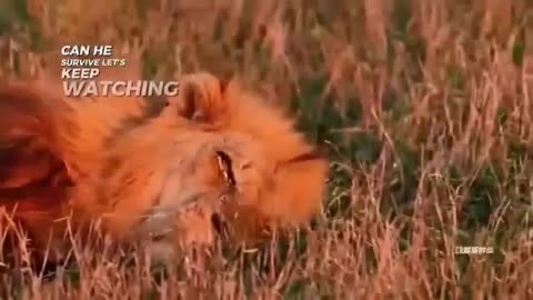 Lion story