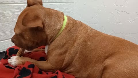 Rayne 4y A848847@TRN, from kennel 134 PACC shelter she had a good time chewing on a treat2025120711