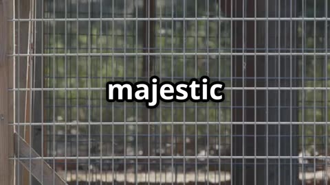 🎥 “Lion & Dog A Roaring Friendship 🐶🦁 Unlikely Animal Bonds in Captivity”
