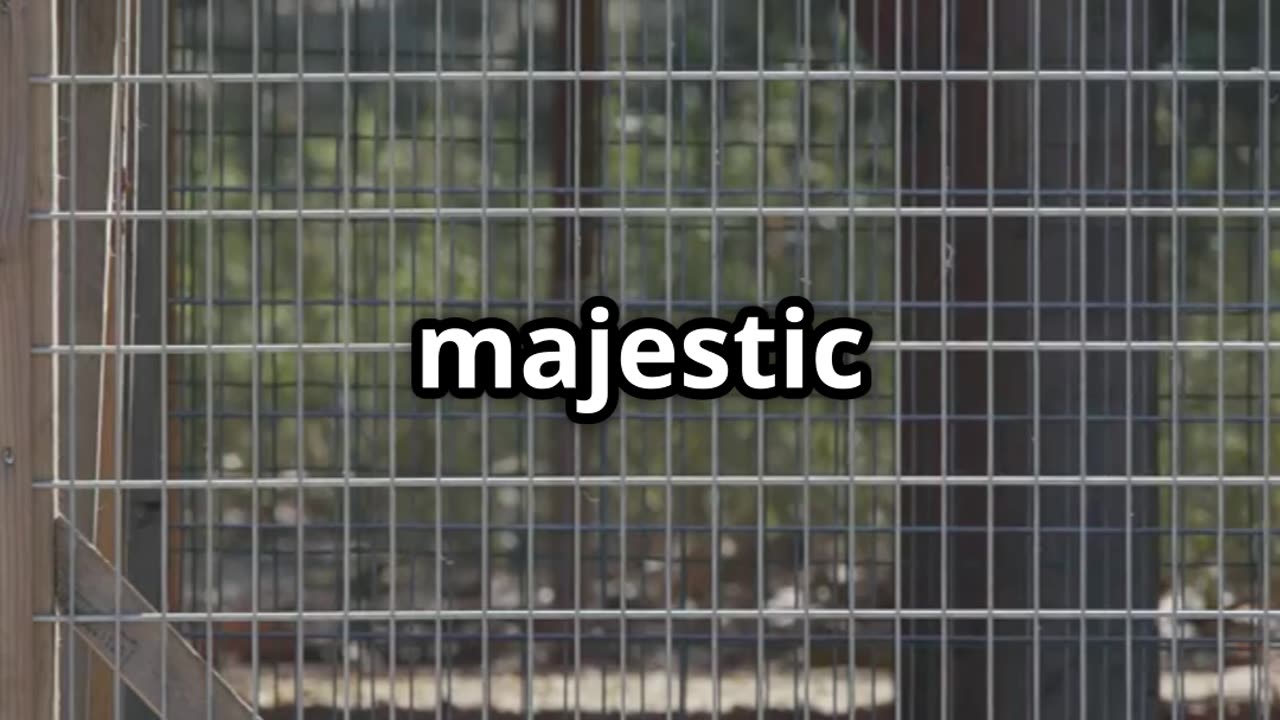 🎥 “Lion & Dog A Roaring Friendship 🐶🦁 Unlikely Animal Bonds in Captivity”