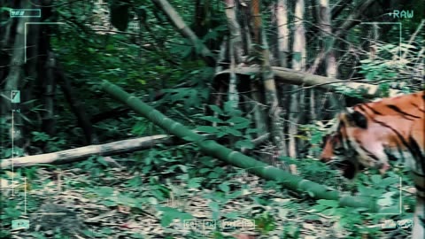 The last refuge of wild Indochinese tigers