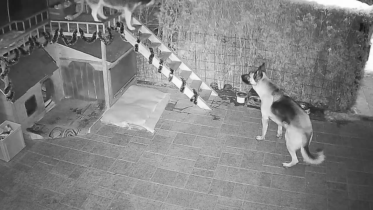 Husky rampage on a winter night