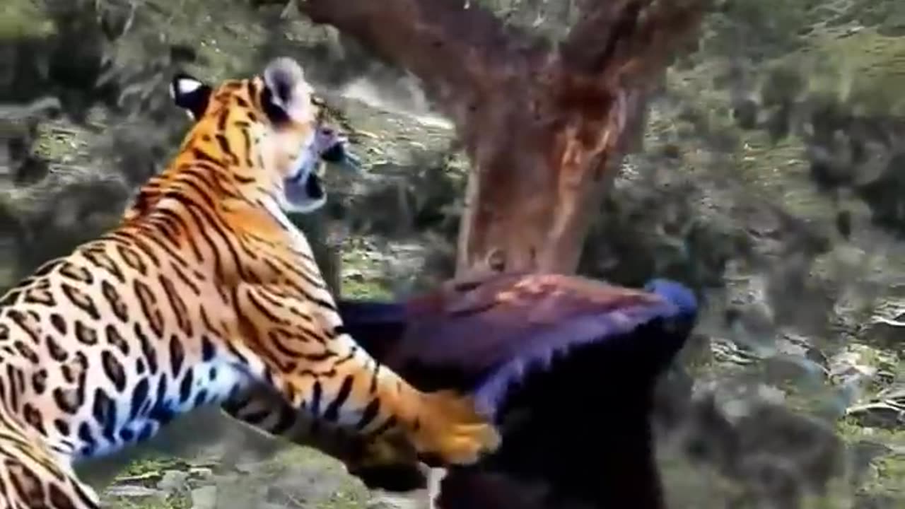 Wild Life Tiger Cheetah With Black Crow