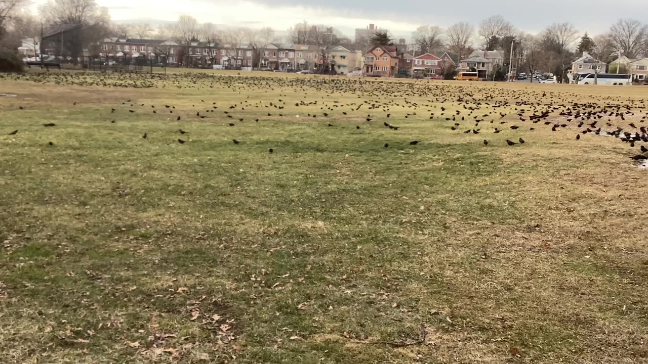 The birds