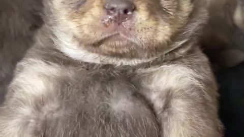 Being adored as a "sweetheart"