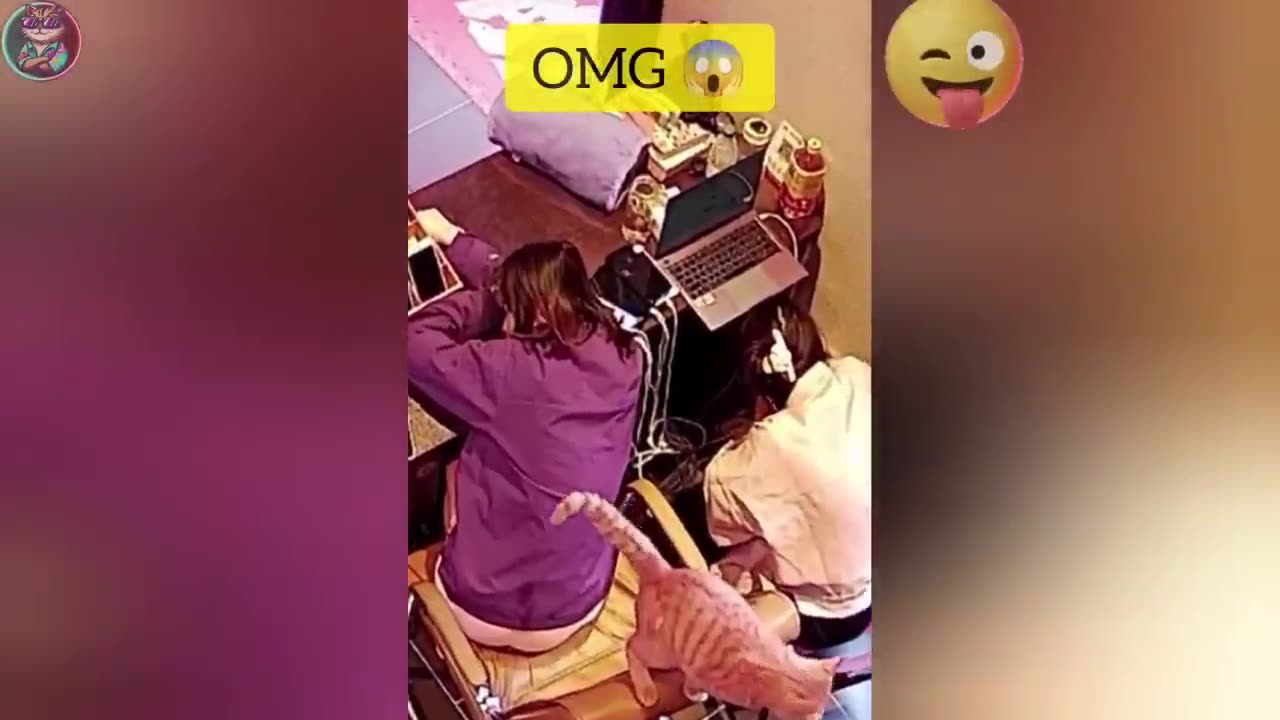 funny animal