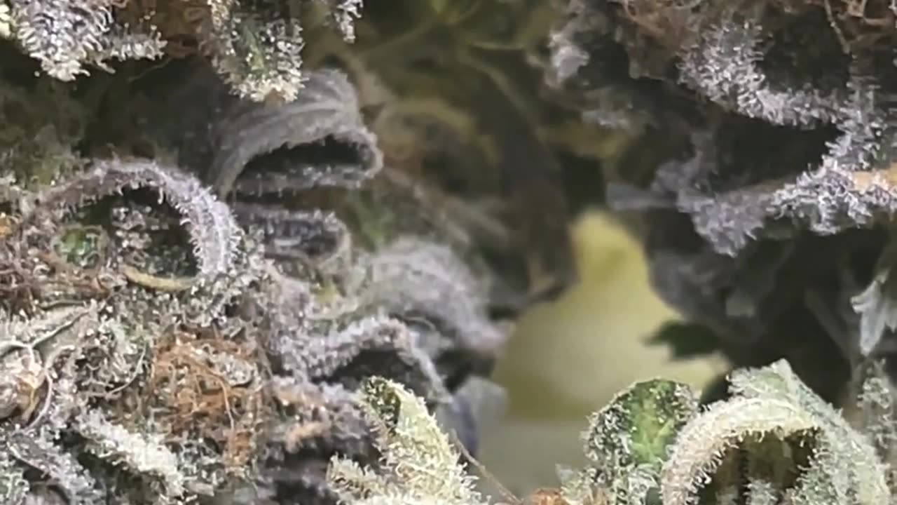 Harvesting Seeds/Making the donuts