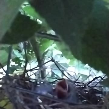 Baby Birds In The Berry Patch 2