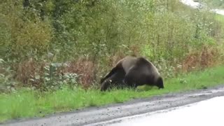 Epic Bears & Fighting