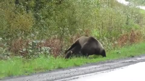 Epic Bears & Fighting
