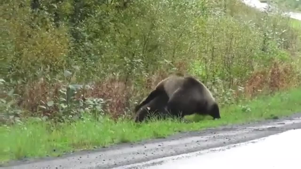 Epic Bears & Fighting