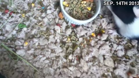 Rest in peace Robbie & Kirby the Guinea Pigs _ Joe Winko