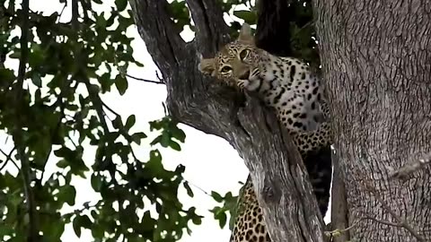 Leopard's Unbelievable Tree Climb !