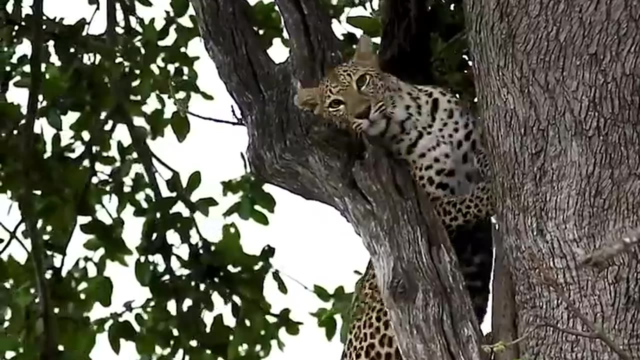 Leopard's Unbelievable Tree Climb !