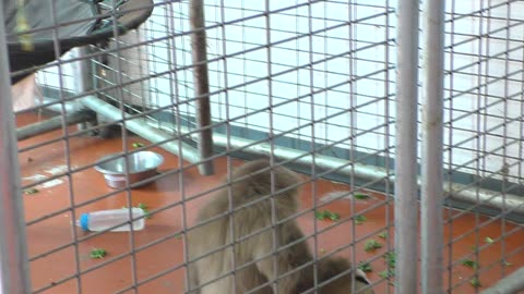 Monty drinking from his bottle quite adorably! Just listen!