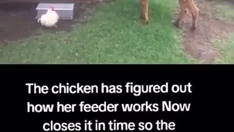😂 Capitalist Chick! | FunFM