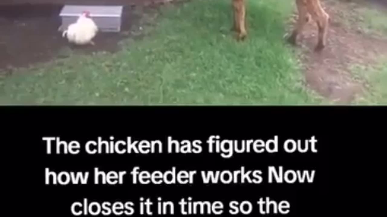 😂 Capitalist Chick! | FunFM