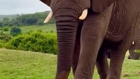 Terrified by a Trunk | Water Predator Backs Off Unexpectedly