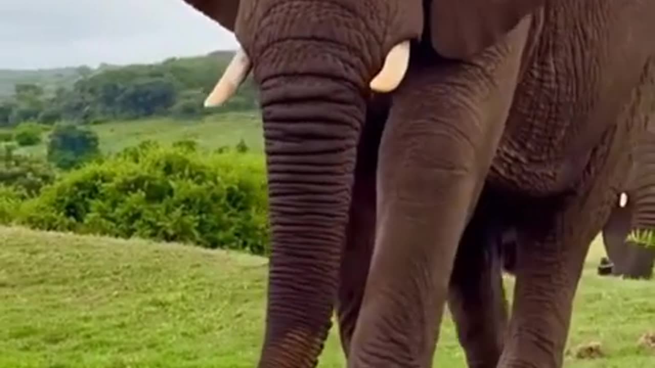 Terrified by a Trunk | Water Predator Backs Off Unexpectedly