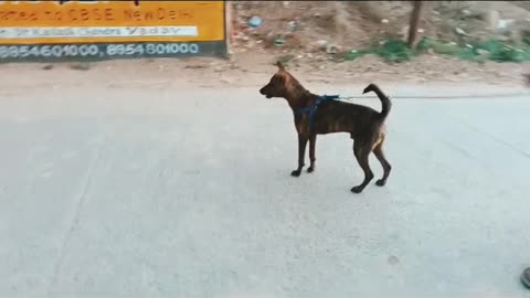 Dog Is Walking in road