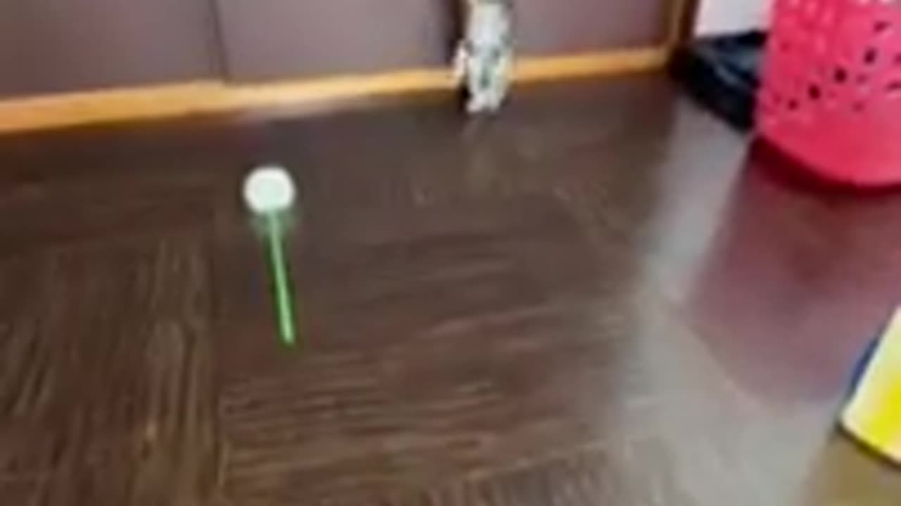 Funny animals
