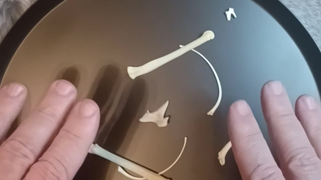 Throwing Bones - Divination