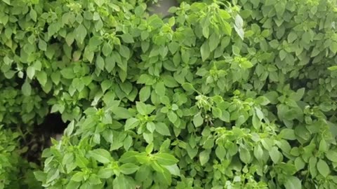 School Leaders Talk About Their Interactive Hydroponic Classroom