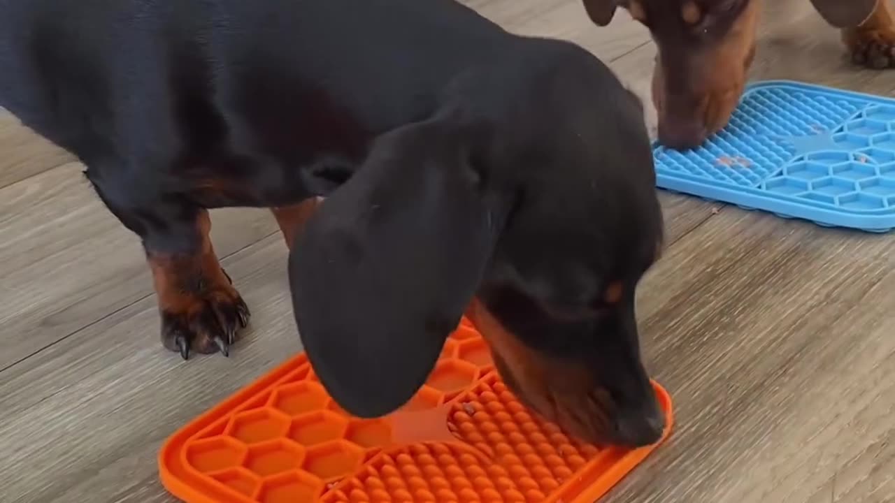 Slow Feeder Lick Mat & Top Indestructible Dog Toys