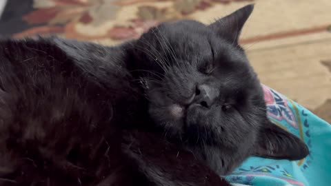 Cute Precious Piper is Out Like a Light - Adopting a Cat from a Shelter Vlog