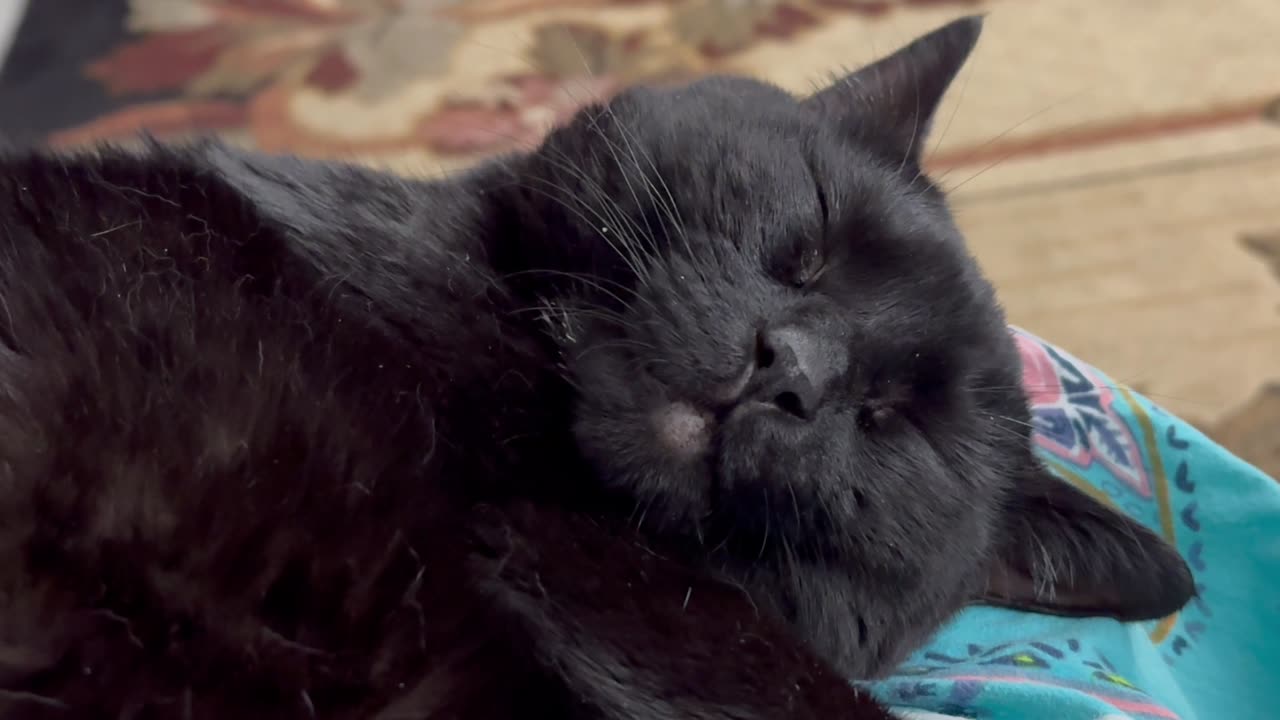 Cute Precious Piper is Out Like a Light - Adopting a Cat from a Shelter Vlog