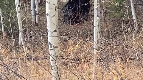 Moose at Golden Gate Canyon State park