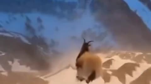 Nature’s Parkour Masters 🐐🔥