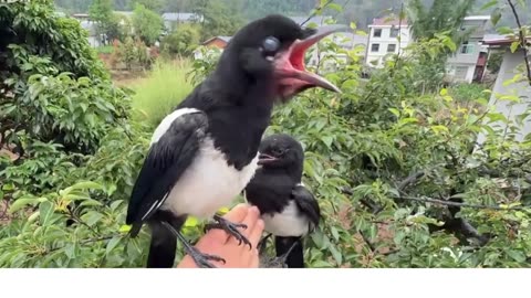 Beautiful bird