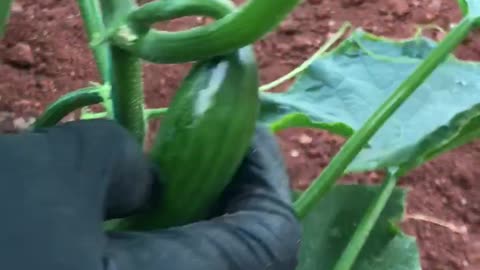 Thrips damage on cucumber fruits