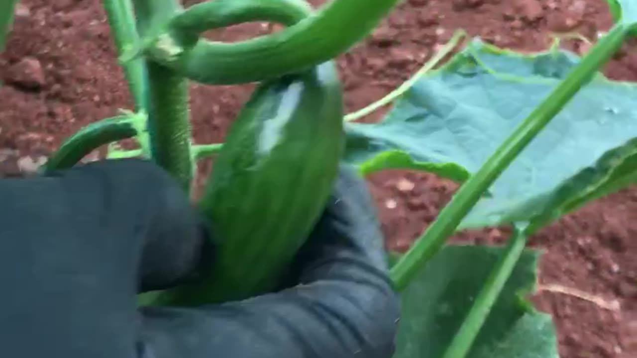 Thrips damage on cucumber fruits