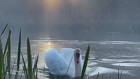 Majestic Swan Landing | Peaceful Nature Moment Captured on Camera
