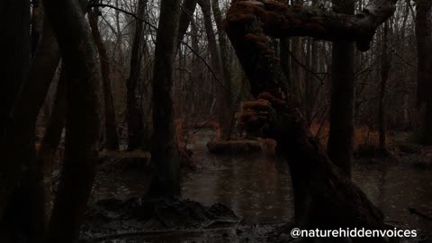 Whispers of the Rainforest 🌿 | Nature's Hidden Voices You’ve Never Heard Before.