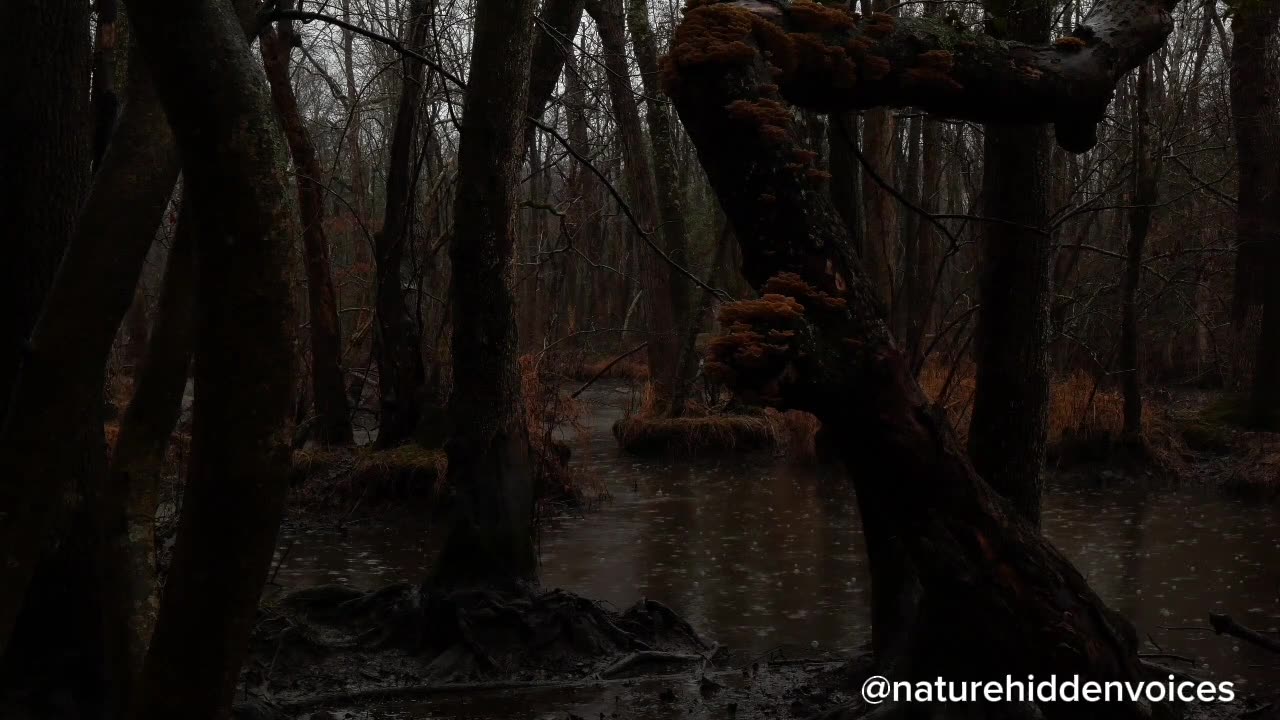 Whispers of the Rainforest 🌿 | Nature's Hidden Voices You’ve Never Heard Before.