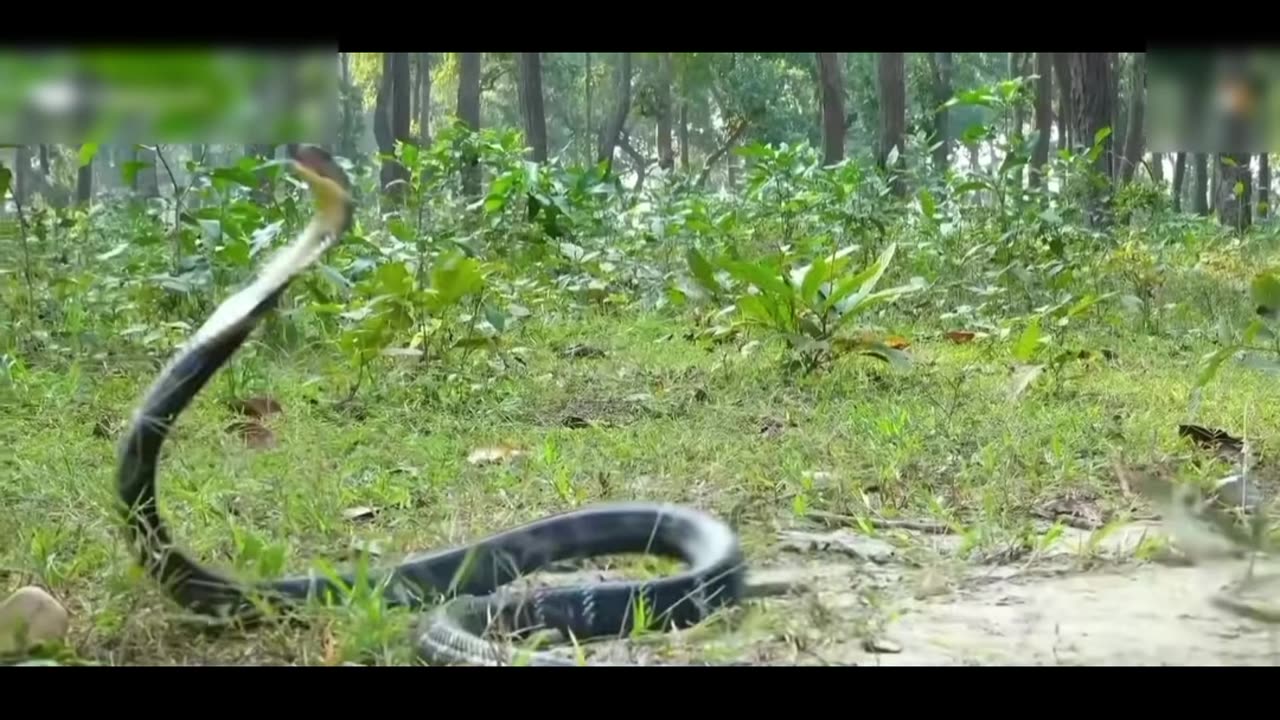 Catching a king cobra snake that enter the house for Indian very dangerous King Cobra