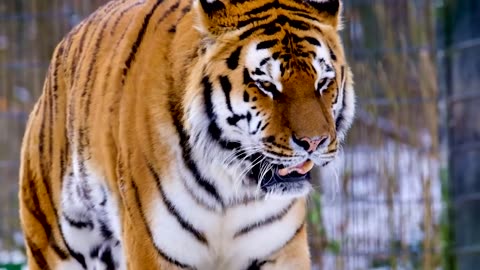 Tiger Attack on Villagers A What happen Next watch video Full ?