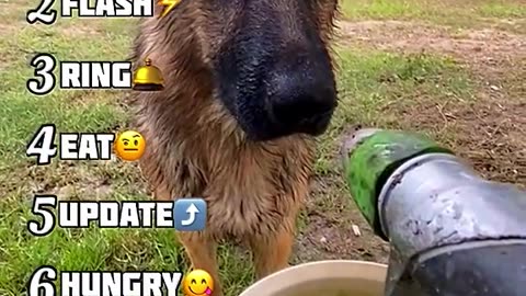 Top Dog Moment That Left Everyone Speechless